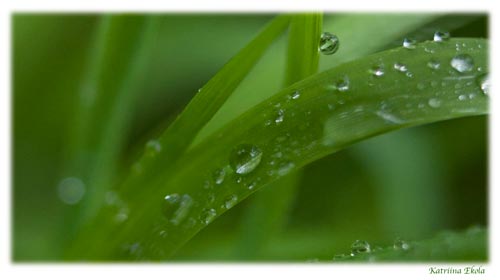 Vesipisaroita ruohikolla